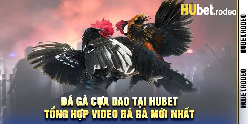 Đá Gà Cựa Dao Tại Hubet Tổng Hợp Video Đá Gà Mới Nhất